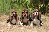 BASSET HOUND 160